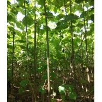 2015泡桐基地整地，低价供应大量1-10公分泡桐苗