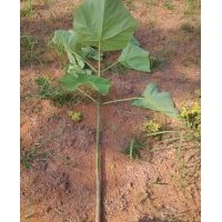 江西泡桐基地 大量供应1-10公分泡桐苗、泡桐种根
