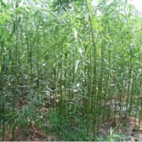 供美国竹柳