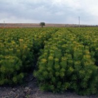 瑶之圃苗木有限公司