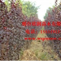 大量供应中华太阳李 2公分