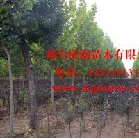 欣润苗木大量供应紫叶矮樱 2公分