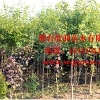 欣润苗木大量供应五角枫