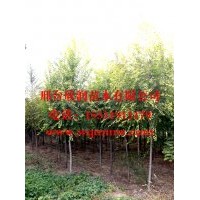 欣润苗木大量供应金叶榆胸径 4公分
