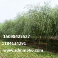 常年大量供应1-40公分毛白杨，107速生杨，国槐，刺槐，龙爪槐