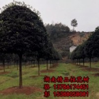 哪些因素决定了湖南苗木，湖南花木，湖南色块小苗的价格？