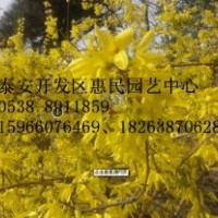 山东泰安连翘苗批发价格