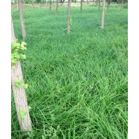 真诚与您合作－北京大兴苗圃常年低价销售崂峪苔草、丹麦草等苗木