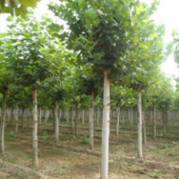 河北保定腾飞苗圃