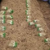 广西优质毛桃芽苗10公分左右大量供应