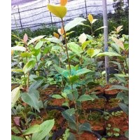 供应六角红茶花