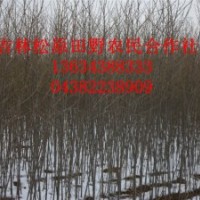 出售杨树苗柳树苗云杉小苗梧桐小苗