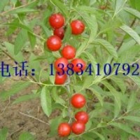 钙果苗 山西钙果苗 钙果苗价格 绛县钙果苗