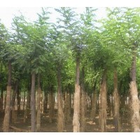 供应黄栌，连翘，刺玫价格