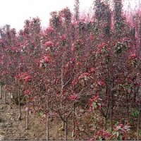 供应红宝石海棠，碧桃，北栾，红叶李