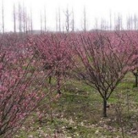 河北地区大量供应 榆叶梅，五角枫，油松
