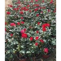 出售扦插大花月季.