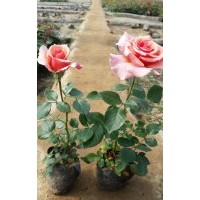 处理2万棵扦插品种月季小苗