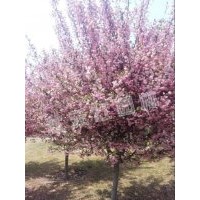 供应海棠、红花檵木