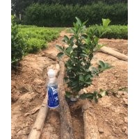 冬青，北海道黄杨