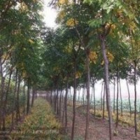 出售精品养冠楸树，梓树，栾树