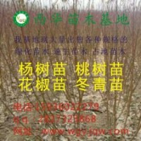 低价出售花椒苗、桃树苗、毛桃苗、梨树苗、海棠苗、速生杨、栾树