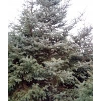 宁夏云杉价格
