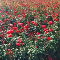 大花月季、月季批发、中苗供应、就近发货
