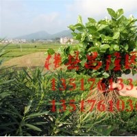 供应山东泰安首批茉莉花苗 双瓣白色茉莉花苗批发