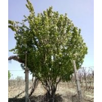 2017年最新八棱海棠树价格表