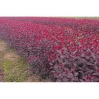 紫叶矮樱，杨树苗，自家散养土鸡蛋，笨鸡蛋