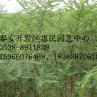 山东泰安0.5-1公分皂角医用苗批发价格