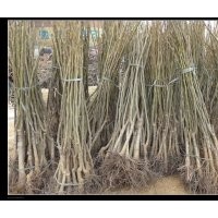 保定市高阳县出售核桃苗