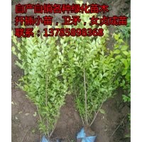 深州市北四王出售50-60公分金叶女贞