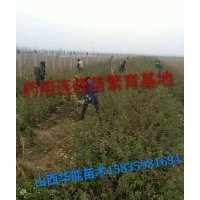 药用连翘苗连翘苗价格山西连翘苗50公分连翘苗价格连翘经济价值