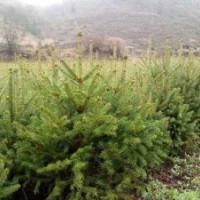 出售云杉