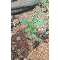 供应海南地区各种绿化苗木