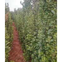 1.5------1.8米高的北海道黄杨，5.3元上车，四五千棵，需要联系
