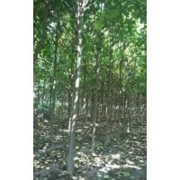 出售北方楸树，养冠栾树，青桐，法桐