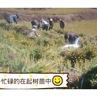 出售各种树苗云杉,油松,侧柏