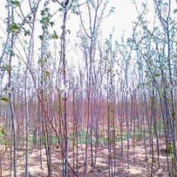 甘肃香花槐小苗0.2元起可邮寄