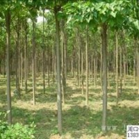 供应楸树10-20公分价格低，树形好