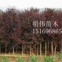 花卉之乡————青州 矮牵牛（红色，粉色，紫色，白色）、鼠尾