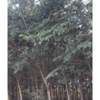 朴树（破果子树）5000棵出售