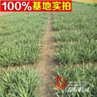 批发剑麻 剑麻苗 【丝兰】