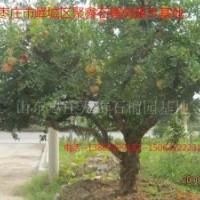 出售山东枣庄石榴树、15公分、20公分、30公分特大石榴树