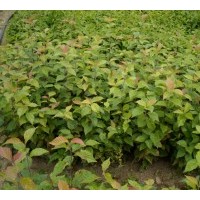 水榆花楸苗，水榆花楸苗基地，沃美水榆花楸苗，水榆花楸价格