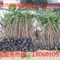 供应天竺桂小苗 天竺桂种苗 福建天竺桂小苗供应 宁德天竺桂小苗