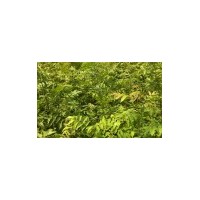 湖北供应青钱柳小苗、青钱柳种植基地、最新技术、图片