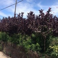 出售梧桐,紫叶李,丁香各种苗木